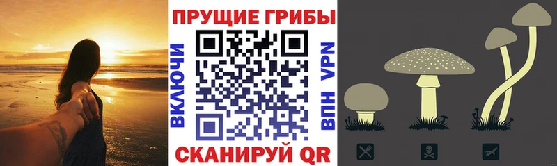 купить  цена  Муром  Галлюциногенные грибы GOLDEN TEACHER 